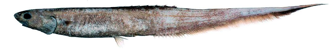 Notacanthus bonaparte_03.jpg